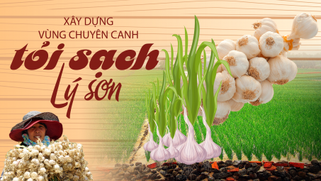 Xây dựng vùng chuyên canh tỏi Lý Sơn