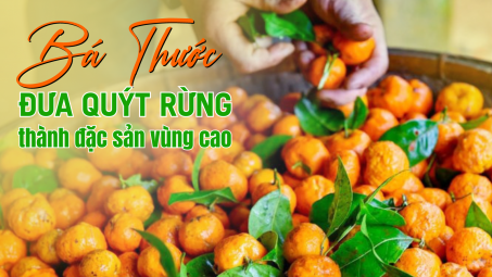 Bá Thước đưa quýt rừng thành đặc sản vùng cao