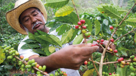 Giá cà phê hôm nay 2/11: Thị trường đón nhận loạt yếu tố bất lợi