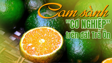 Cam sành - Cơ nghiệp nơi đất Trà Ôn