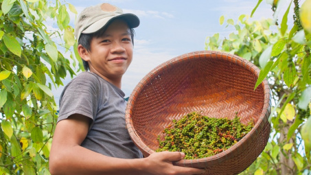 Giá tiêu hôm nay 4/11: Lội ngược dòng, xuất khẩu tiêu trắng bất ngờ tăng trong quý 3/2023