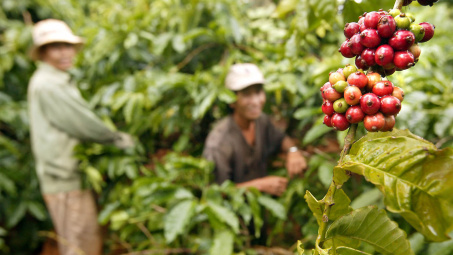 Giá cà phê hôm nay 4/11: Hoa Kỳ, EU tăng nhập khẩu cà phê Việt Nam