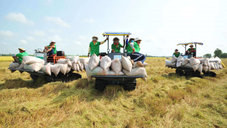 Hỗ trợ đưa gạo Việt Nam thâm nhập sâu vào thị trường Trung Quốc