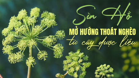 Sìn Hồ - Mở hướng thoát nghèo từ cây dược liệu