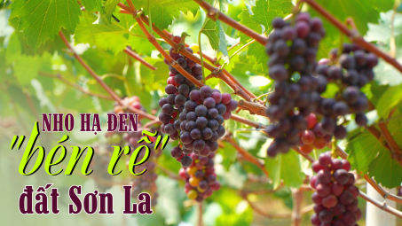 Nho Hạ Đen “bén rễ” đất Sơn La