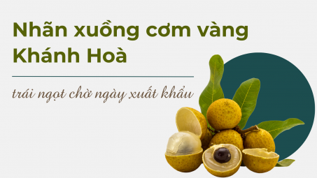 Nhãn xuồng cơm vàng Khánh Hoà - trái “ngọt” chờ ngày xuất khẩu