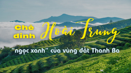 Chè đinh Hoài Trung - “ngọc xanh” của vùng đất Thanh Ba