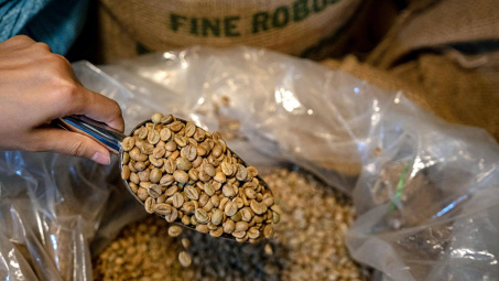 Giá cà phê hôm nay 6/11: Xuất khẩu cà phê chế biến tăng mạnh trong quý 3/2023