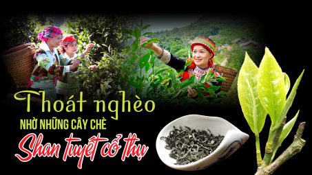 Thoát nghèo nhờ những cây chè Shan Tuyết cổ thụ