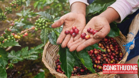 Giá cà phê hôm nay 7/11: Tồn kho cà phê Arabica xuống thấp nhất 24 năm