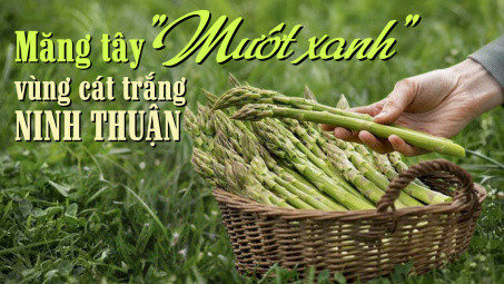 Măng tây “mướt xanh” vùng cát trắng Ninh Thuận