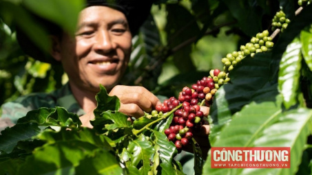 Giá cà phê hôm nay 8/11: Dự báo giá cà phê niên vụ 2024 sẽ ổn định