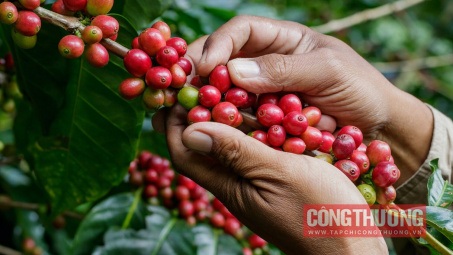 Giá cà phê hôm nay 9/11: Trong nước và thế giới tăng trở lại, dự trữ cà phê tiếp tục giảm