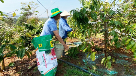 Bình Điền khởi động Chương trình canh tác cà phê thông minh tại Tây Nguyên
