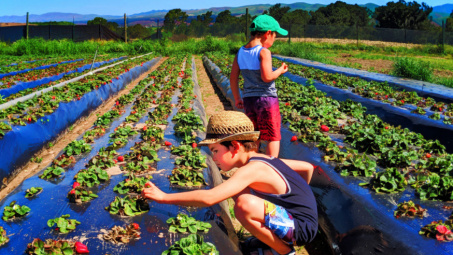 Phát triển mô hình trang trại, hợp tác xã gắn với du lịch nông nghiệp trên địa bàn Thành phố Hà Nội