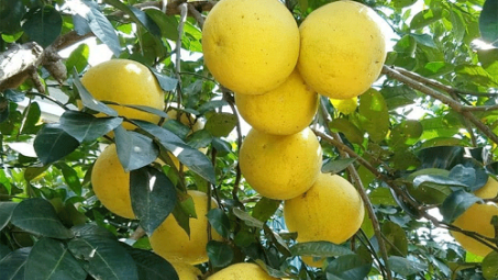 Lan tỏa thương hiệu Phân bón Văn Điển trên vùng đất Thanh, Nghệ, Tĩnh