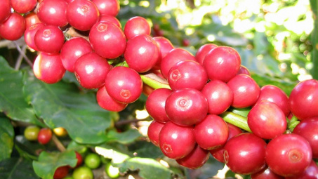 Cà phê Việt tăng thị phần tại Italy