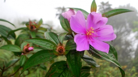 Khảo sát hàm lượng flavonoid tổng và hoạt tính kháng oxy hóa của cao chiết từ cây Mua (melastoma candidum)