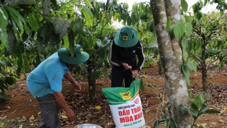 Quê hương mới của cà phê Vối là ở Tây Nguyên - Việt Nam
