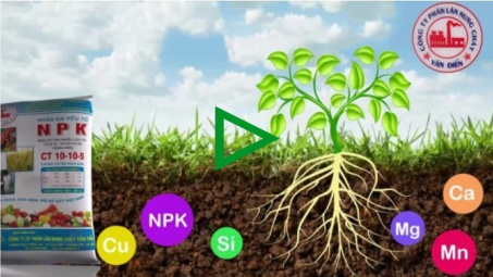 Chè Thái Nguyên tăng năng suất 2 - 3 lần nhờ Phân bón Văn Điển