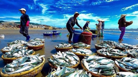 EU thay đổi mẫu Giấy chứng nhận kiểm dịch động vật dưới nước nhập khẩu