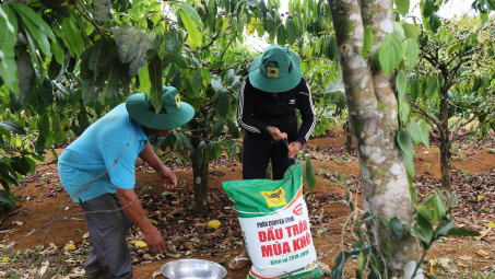 Lợi ích của vườn cà phê ba tầng sinh thái