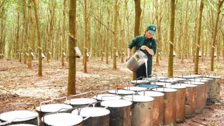 2 tháng đầu năm, Việt Nam là thị trường cung cấp cao su lớn thứ 4 cho Hàn Quốc