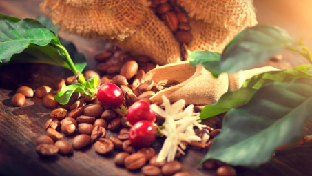 Xuất khẩu cà phê sang Hà Lan tăng mạnh cả lượng và trị giá