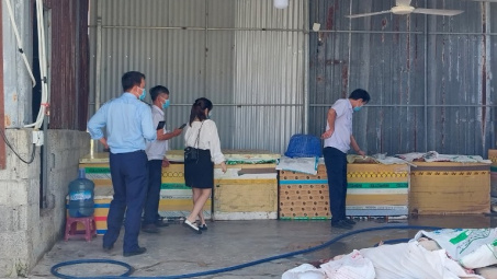 Cục QLTT Khánh Hòa: Phát hiện, tiêu hủy 5 tấn thịt, nội tạng lợn bốc mùi hôi thối