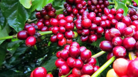 Tháng 2/2023, xuất khẩu cà phê tăng trưởng 2 con số