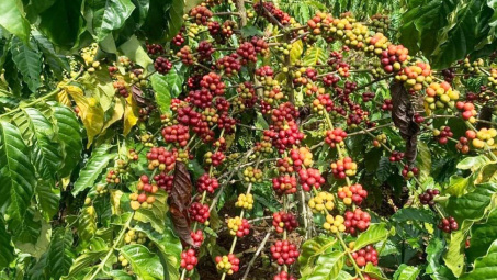 Giá cà phê ngày 10/4: Giá trong nước tiến gần mốc 50.000 đồng/kg
