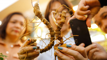 Nhận diện đúng sâm Ngọc Linh trên thị trường