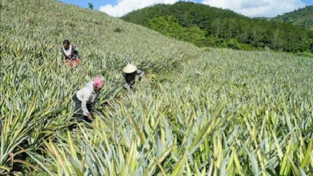 Huyện Mường Chà (Điện Biên): Tích cực triển khai Đề án tái cơ cấu ngành nông nghiệp