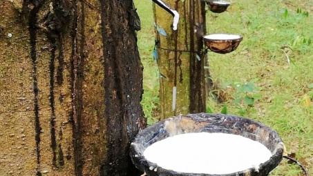 Giá cao su ngày 13/4 trên sàn TOCOM tăng nhẹ