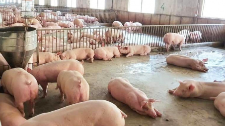 Giá lợn hơi ngày 13/4: Tăng nhẹ tại một số địa phương, cần tiếp tục gỡ khó cho thị trường