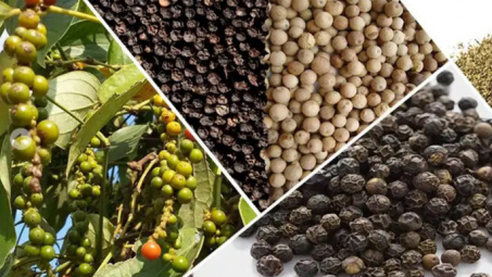 Giá tiêu ngày 13/4: Ổn định trong ngưỡng 63.000 - 66.000 đồng/kg, xuất khẩu sang Trung Quốc tăng mạnh