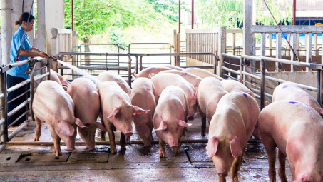 Giá lợn hơi ngày 14/4: Thị trường tiếp tục ghi nhận tín hiệu tốt