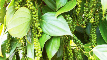 Giá tiêu ngày 15/4 tiếp tục ổn định, xuất khẩu sang một số thị trường trong quý I giảm