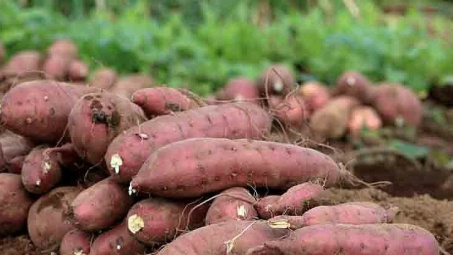 70 vùng trồng khoai lang của Việt Nam đủ điều kiện xuất sang Trung Quốc