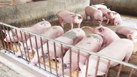 Giá lợn hơi ngày 17/4: Đi ngang trên diện rộng