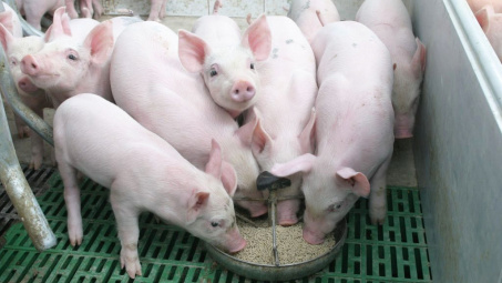 Giá lợn hơi ngày 18/4: Miền Bắc và miền Nam ghi nhận mốc mới 53.000 đồng/kg