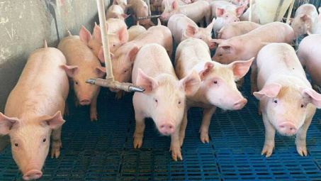 Giá lợn hơi ngày 19/4: Tiếp đà tăng trên cả nước, ghi nhận mốc 55.000 đồng/kg