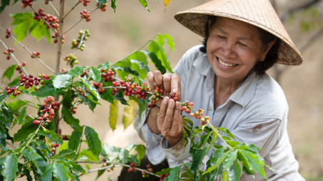 Giá cà phê ngày 19/4: Cao nhất 51.000 đồng/kg