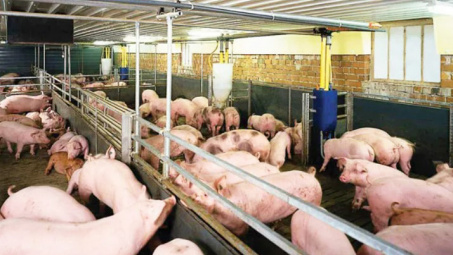 Giá lợn hơi ngày 24/4: Duy trì ổn định trên cả nước, cao nhất 55.000 đồng/kg