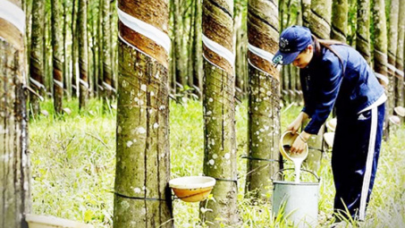 Giá cao su ngày 25/4: Tăng đồng loạt trên các sàn giao dịch