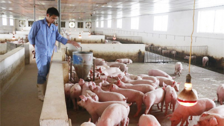 Giá lợn hơi ngày 26/4: Giảm 1.000 - 3.000 đồng/kg tại nhiều địa phương