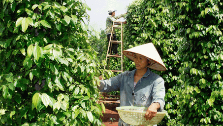 Giá tiêu ngày 26/4: Tiếp tục xu hướng tăng