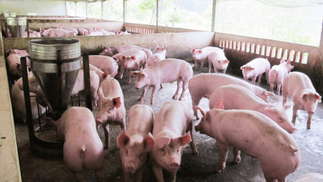 Giá lợn hơi ngày 27/4: Biến động nhẹ, thấp nhất ở mức 51.000 đồng/kg