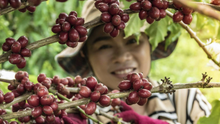 Giá cà phê ngày 28/4: Giá trong nước và thế giới cùng xu hướng giảm