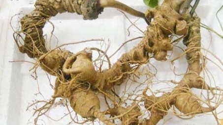 Làm thế nào để nhận diện đúng sâm Ngọc Linh trên thị trường?